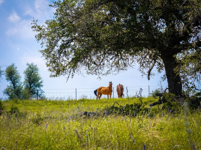 Hill Country pasture view from the ranch