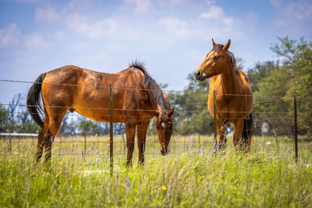 Horses grazing in the pasture next to the ranch